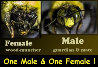 Bees Bees 1 Real Male & 1 Female Carpenter Bee Dried Specimen Insect Taxidermy