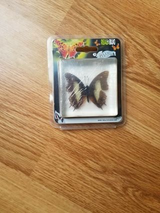 Real Bug Paperweight Butterfly& Dragonfly