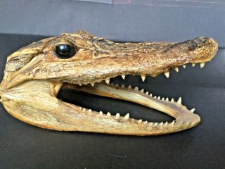 Alligator Taxidermy Study Head Mount Florida Gator 5.  5 Inch