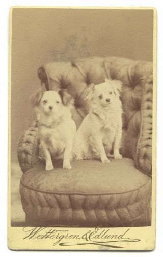 1880s Cdv Of Two Cute Dogs On A Chair,  Albumen Photograph,  Stockholm Sweden