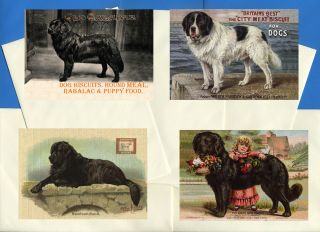 Newfoundland Pack Of 4 Vintage Style Dog Print Greetings Note Cards 3