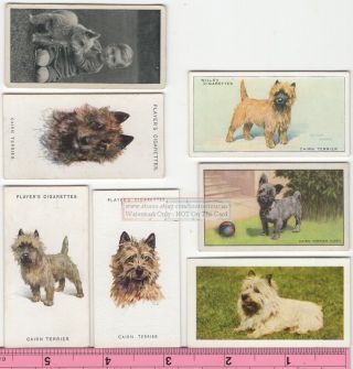 Cairn Terrier Dog 7 Different Vintage Ad Trade Cards 3 Canine Pet