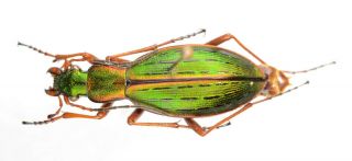 Ceroglossus Suturalis Olivaceus Kraatz - Koschlau 1886 Carabidae Coleoptera