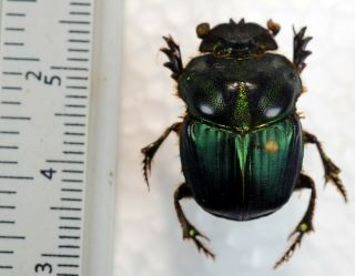 Coprophanaeus Spitzi From Brazil Coleoptera Scarabaeidae Scarabaeinae
