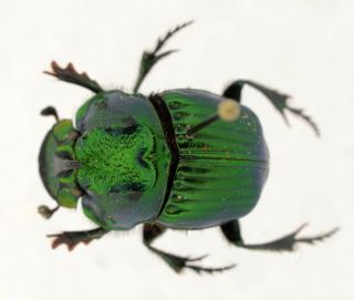 Phanaeus Daphnis From Mexico Coleoptera Scarabaeidae Scarabaeinae