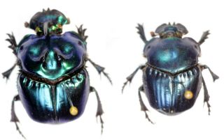 Phanaeus Saphirinus Pair From Argentina Coleoptera Scarabaeidae Scarabaeinae