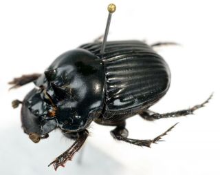 Phanaeus Haroldi From Ecuador Only One Coleoptera Scarabaeidae Scarabaeinae