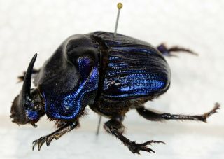 Phanaeus Megaphanaeus Lancifer From Brazil Coleoptera Scarabaeidae Scarabaeinae