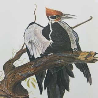 Vintage Bird Prints Woodpecker Tuck Hayward Limited Edition 11×8.  5 Watercolor