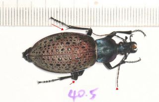 Carabidae Carabus Coptolabrus Formosus Nili 40.  5mm Shannxi