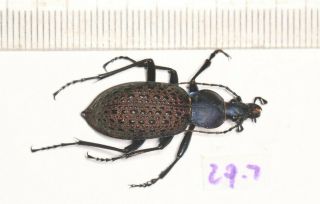 Carabidae Carabus Coptolabrus Formosus Nili 29.  7mm Shannxi