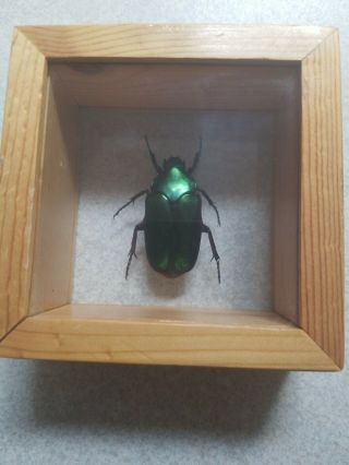 Real Agestrata Orichalca Beetle Insect Taxidermy Double Glass In Frame