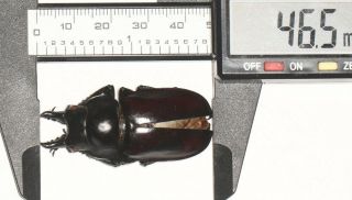 Lucanidae Neolucanus Sp.  Tibet 46.  5mm