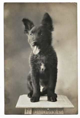 Portrait Of Schipperke Puppy Dog Standing On Table C1910 Private Rppc