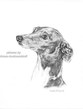 349 Italian Greyhound Dog Art Print Pen And Ink Drawing Jan Jellins