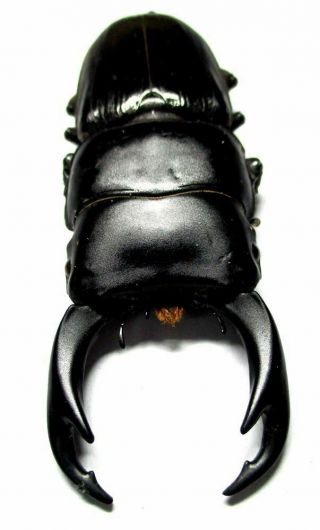 I041 Mi : Lucanidae: Dorcus Parryi Setsuroi Male 64mm