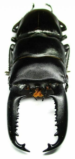 H001 Pa : Lucanidae: Dorcus Titanus Palawanicus Male 83.  5mm