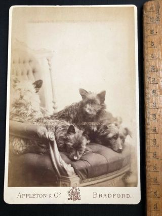 J Antique Victorian 1800s Appleton Cuddling Terrier Dog B&w Photo Cabinet Card