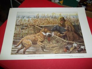 Louis A Fuertes Chesapeake Bay Retriever Bookplate From 1919 National Geographic