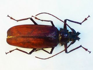 Macrotoma Serripes Female Huge 72mm,  Cerambycidae Prioninae Cameroon