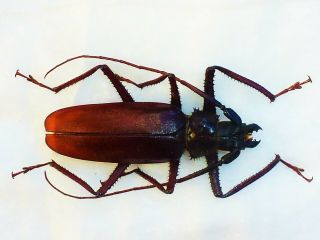 Macrotoma Serripes Male Huge 71mm,  Cerambycidae Prioninae Cameroon