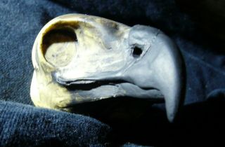 Eagle Hawk Head Form Owl Skull