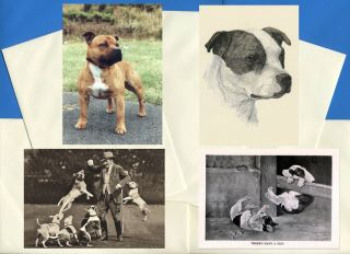 Staffordshire Bull Terrier 4 Vintage Style Dog Print Greetings Note Cards 1