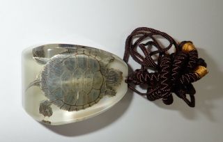 Turtle Large Necklace Red - Eared Slider Turtle Specimen Glow In The Dark