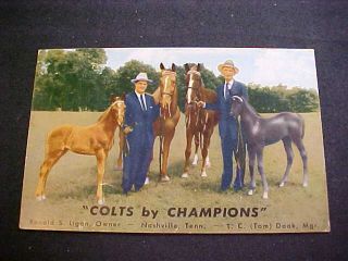 " Colts By Champions " Tennessee Walking Horse Nashville,  Tn Ad Postcard
