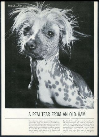 1953 Chinese Crested Dog Sen Sen Photo Vintage Print Article