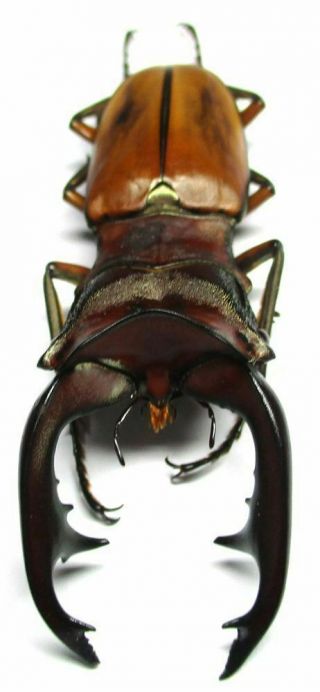 001 Pa : Lucanidae: Cyclommatus Alagari Male 60.  5mm