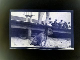 1910s Photo Negative Brindle Bulldog Tied Collar Sand Dock Beach Pets 5.  5x3.  25 E