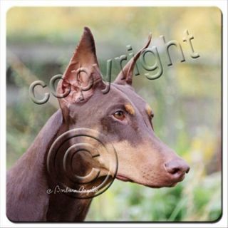 Doberman Pinscher Red Cropped Ears Dog Rubber Backed Coasters Set Of 4