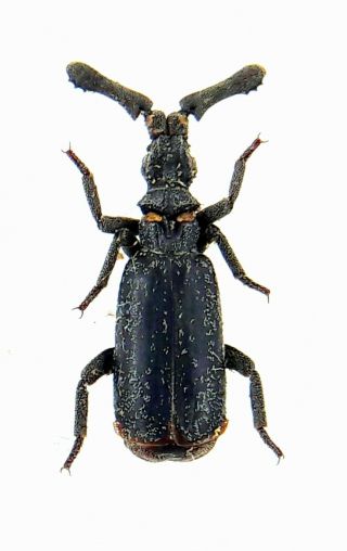 Insect Beetle Carabidae Paussinae Paussidae Sp.  Laos