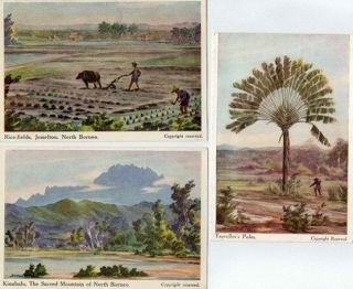 3 North Borneo Art Cards - Rice Fields,  Jesselton,  Kinabalu,  Traveller 