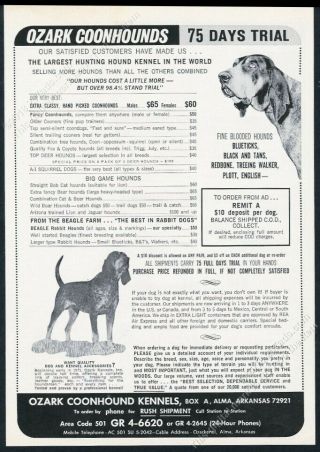 1970 Bluetick Coonhound Photo Ozark Coonhounds Breeder Vintage Print Ad