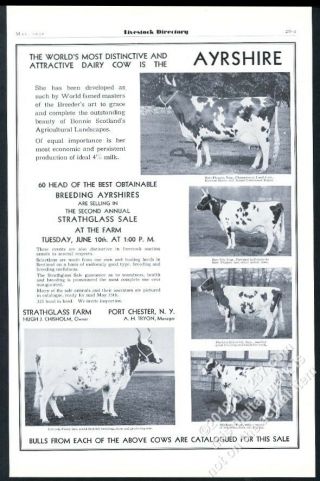 1930 Ayrshire Cow 5 Champion Cows Photo Vintage Print Ad