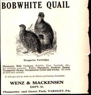 1912 Bobwhite Quail Wenz Mackensen Hungarian Partridge Bird Vintage Print Ad 703