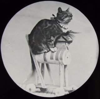 Glass Magic Lantern Slide Cat On A Toy Wooden Horse C1890 Victorian Photo