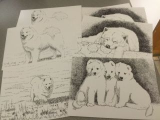 Samoyed Note Cards By Nan Holt 6 Ct.  With Envelopes 5” X 7”