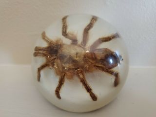 Vintage Large Tarantula Spider Lucite Acrylic Paperweight Specimen Halloween