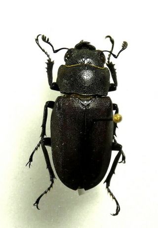 Beetles,  (2280),  Lucanidae,  Cyclommatus Imperator,  Female