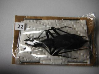 Carabidae:carabus (damaster) Blaptoides Blaptoides Female From Japan