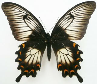 Papilio Ascalaphus Ascalaphus Female From Palolo Palu,  Sulawesi