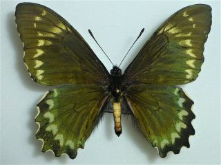 Fantastic Battus Madyes Philetas Male Papilioniidae Papilionidae Ecuador