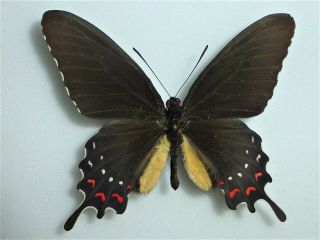 Fantastic Parides Alopius Male Papilioniidae Papilionidae Mexico