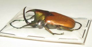 Theodosia Nobuyukii Male 29mm (cetoniinae)
