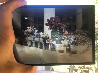 EARLY COLOR GLASS PHOTOGRAPH - Lumiere & Jougla 5x7 Autochrome Slide - Flowers 3