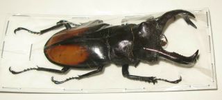 Hexarthrius Parryi Paradoxus Male 77mm (lucanidae)