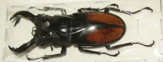 Hexarthrius parryi paradoxus male 77mm (Lucanidae) 2